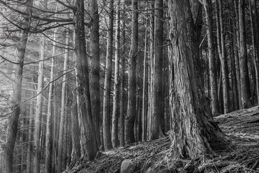庐山原始森林图片素材免费下载