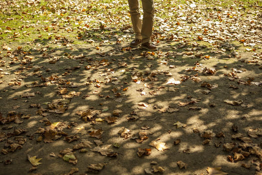 地面上的初秋落叶光影图片素材免费下载