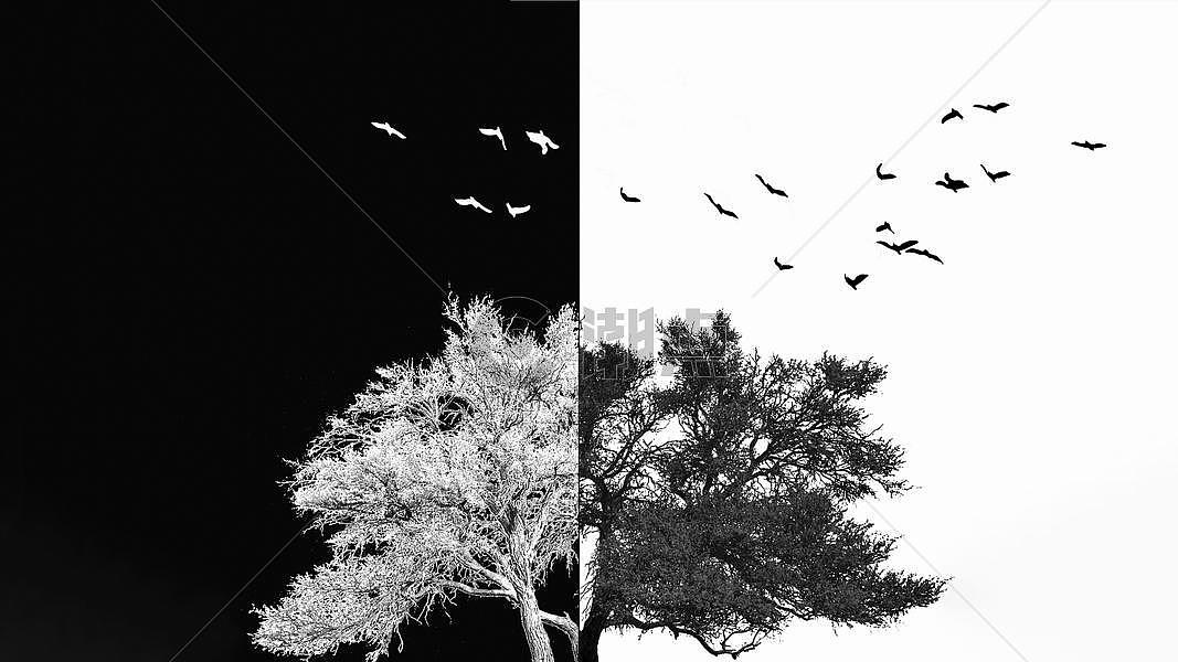 树梢上的鸟图片素材免费下载
