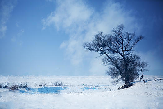 雪地中的树图片素材免费下载