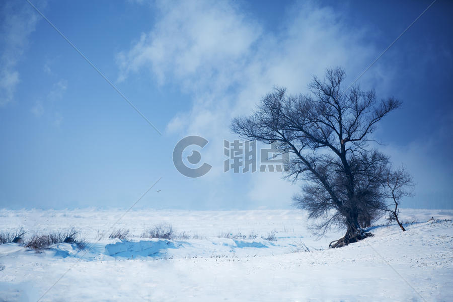 雪地中的树图片素材免费下载