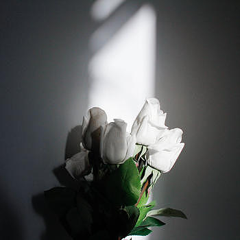 阳光下的白玫瑰图片素材免费下载