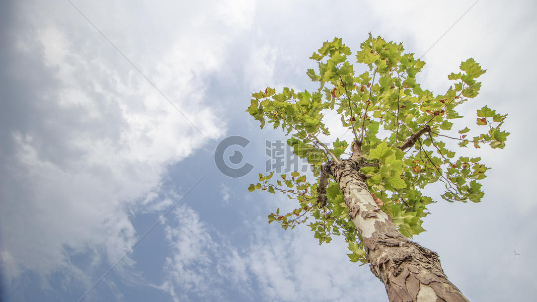 阳光下盛开的树图片素材免费下载