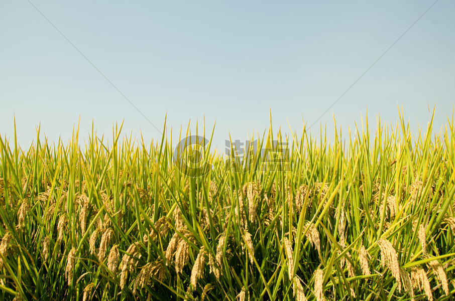芒种时节成熟水稻图片素材免费下载