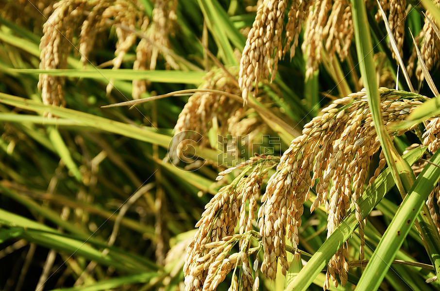 收获的水稻图片素材免费下载