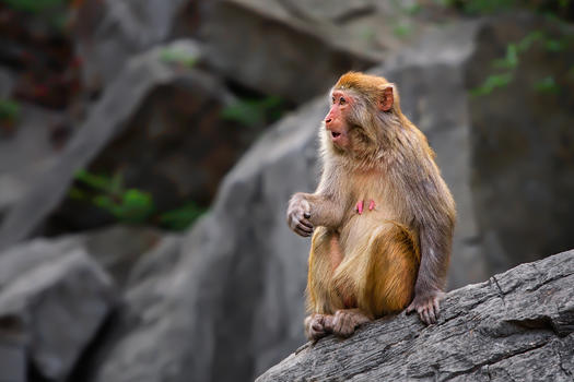 山中的猴子图片素材免费下载
