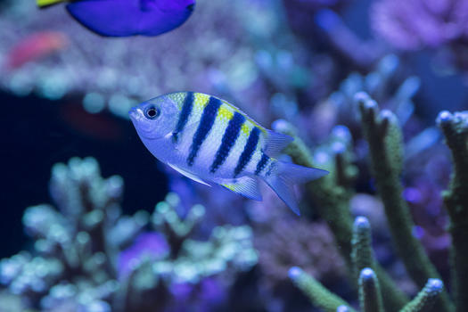 海底世界各种鱼和生物图片素材免费下载