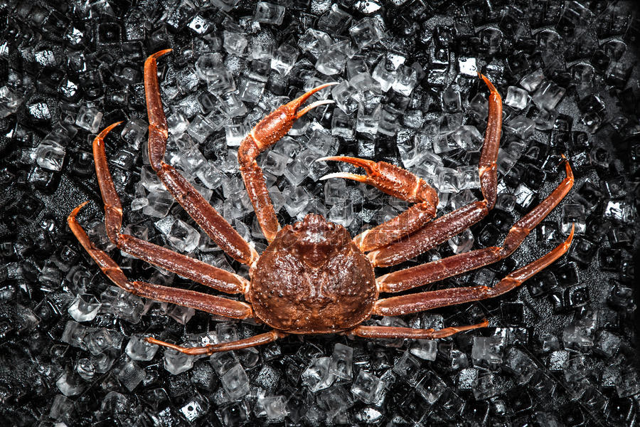 冰上的活螃蟹图片素材免费下载