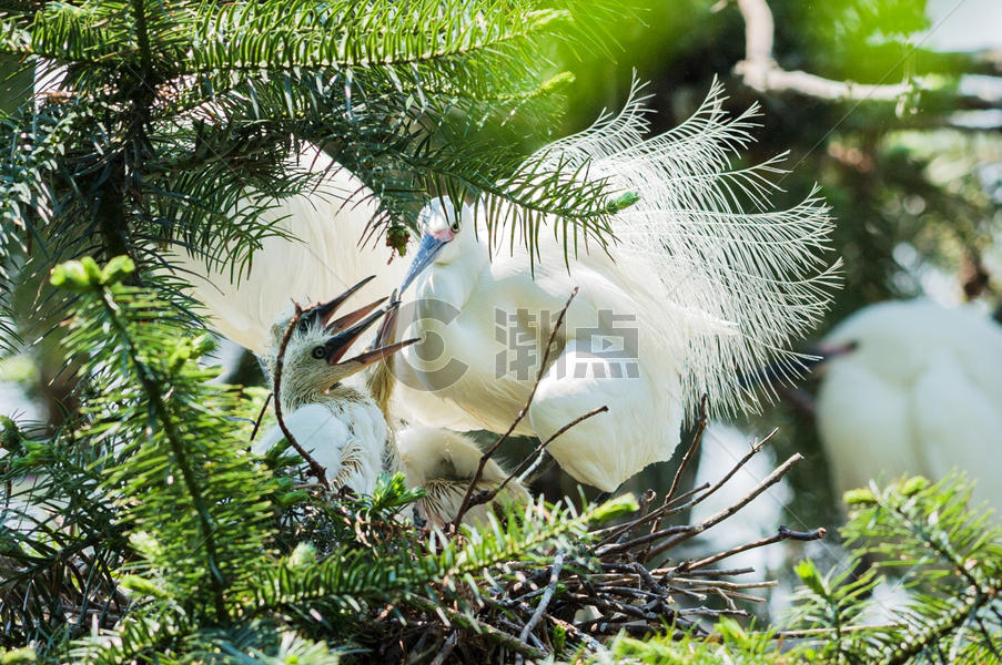 德清湿地公园繁殖期白鹭图片素材免费下载