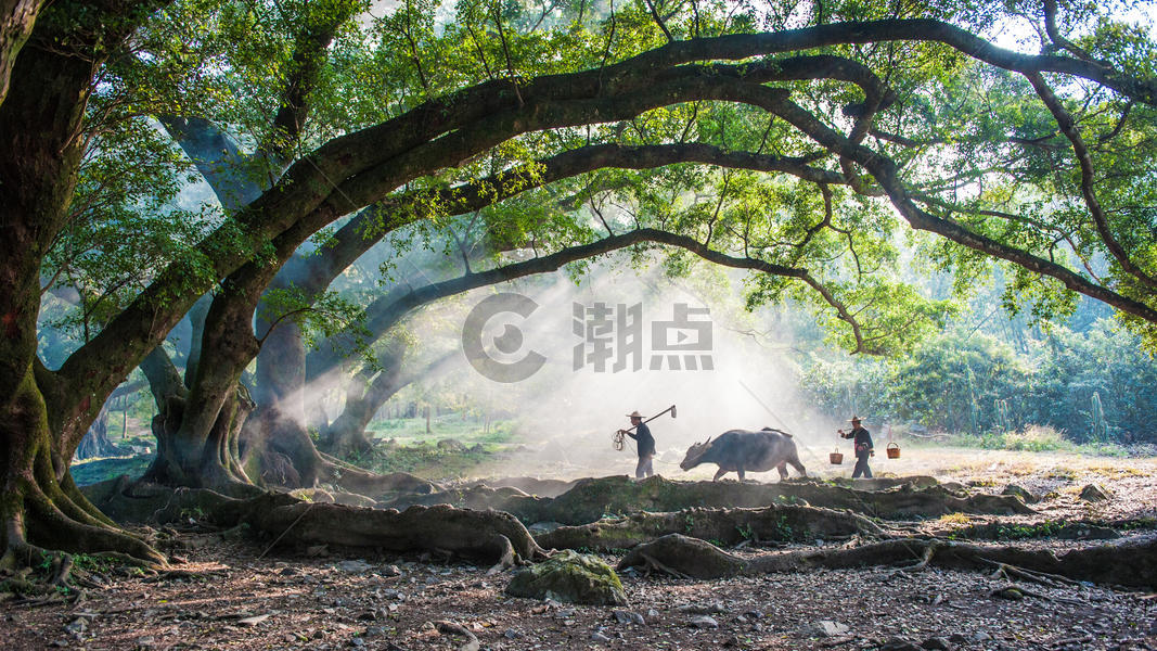 江西霞浦杨家溪大榕树下的农家夫妇图片素材免费下载