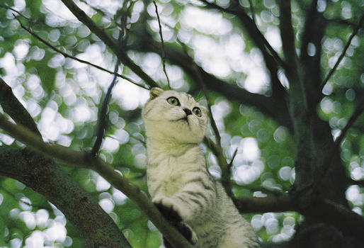 小猫爬树图片素材免费下载