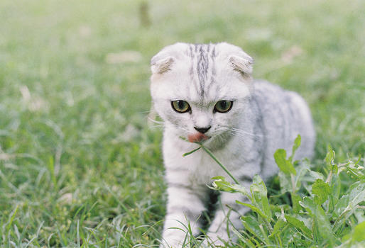 小猫在草坪上玩耍图片素材免费下载