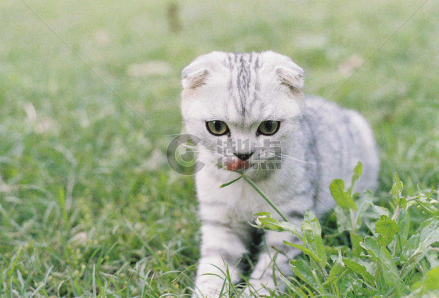 小猫在草坪上玩耍图片素材免费下载