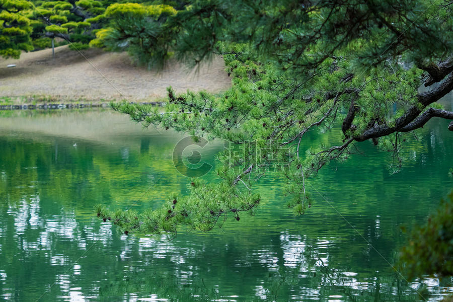 湖边的绿松图片素材免费下载
