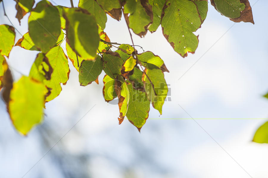 秋天里叶子变黄图片素材免费下载