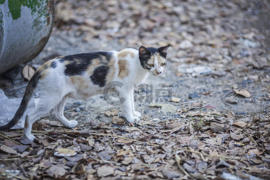 猫在户外仔细观察图片素材免费下载