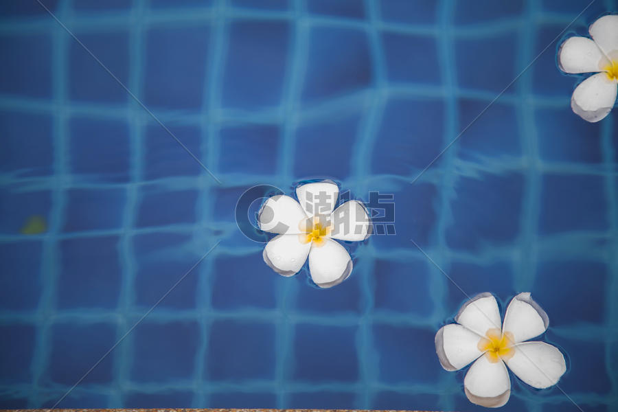 旅行度假住的酒店泳池里的鸡蛋花图片素材免费下载