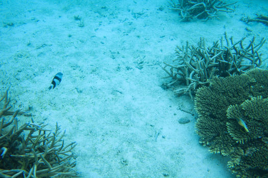 旅行中潜水看到的海底世界图片素材免费下载