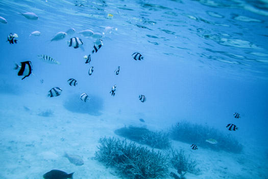 旅行中潜水看到的海底世界图片素材免费下载