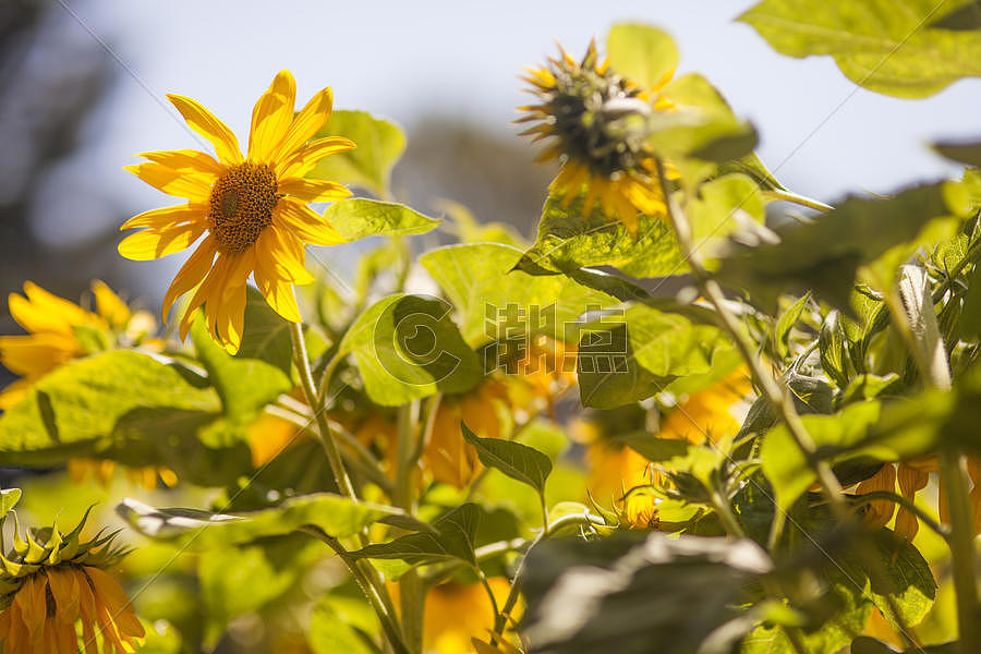 阳光照射下开花的向日葵图片素材免费下载