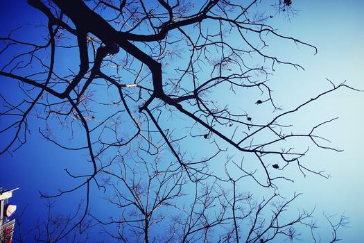 秋天天空树干树枝图片素材免费下载