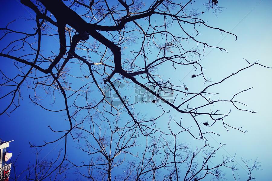 秋天天空树干树枝图片素材免费下载