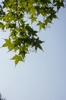 秋天枫叶和天空图片素材免费下载