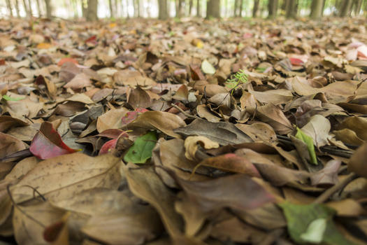 秋天树林里落叶满地图片素材免费下载