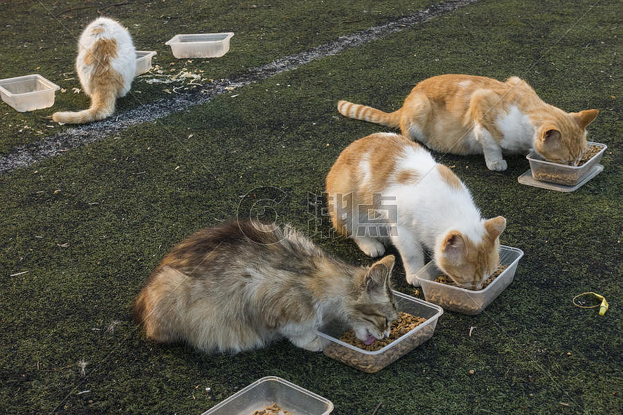 流浪猫在好心人的帮助下进食图片素材免费下载