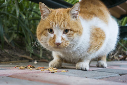 胖猫肥猫图片素材免费下载