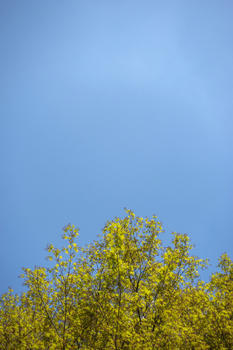 秋天好天气下的枫树枫叶图片素材免费下载