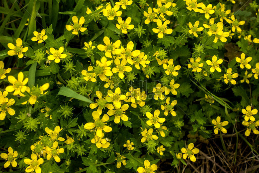 黄色野花盛开图片素材免费下载