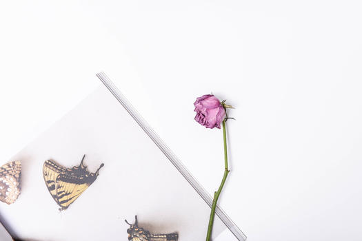 桌面上的书和玫瑰花图片素材免费下载