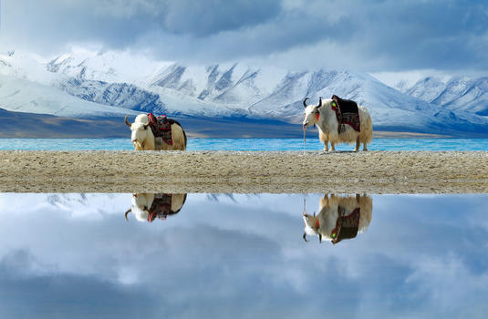 西藏雪山下的两只白牦牛倒影图片素材免费下载
