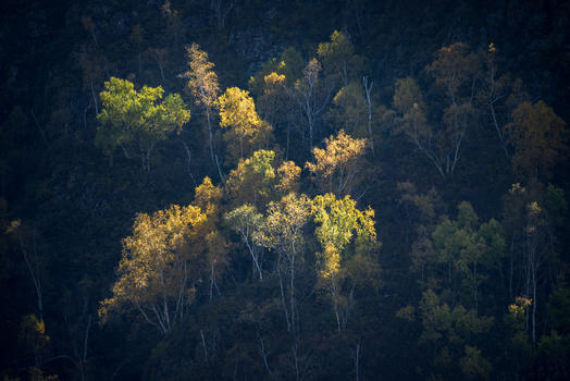 秋天的桦木林图片素材免费下载
