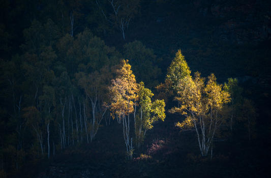 秋天的桦木林图片素材免费下载