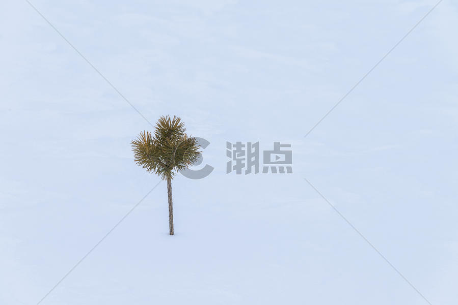白色雪地里的一棵树图片素材免费下载