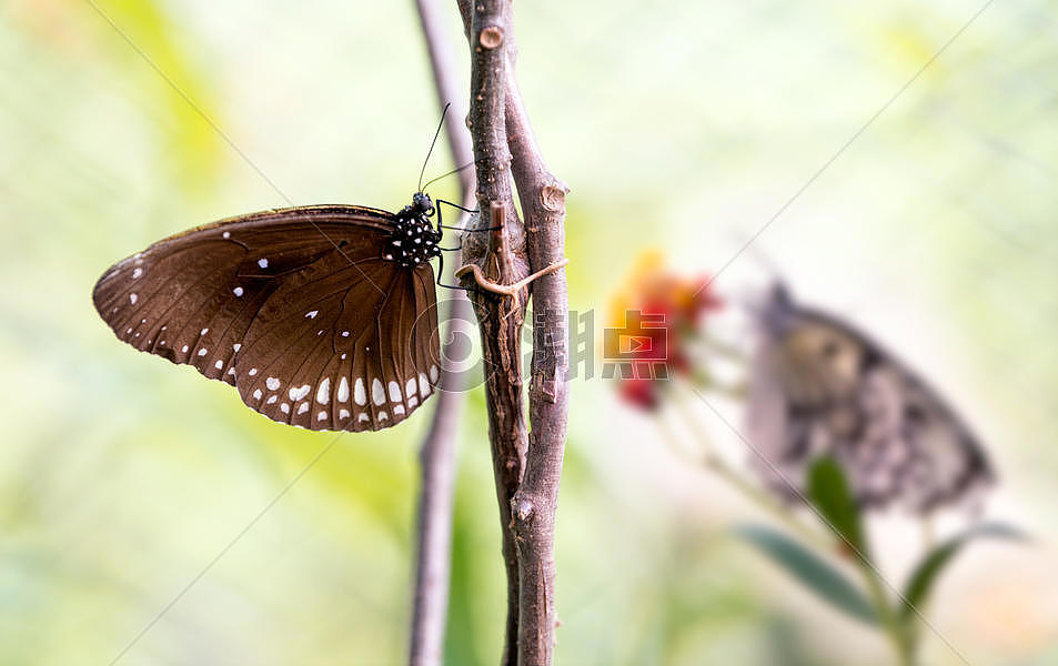 枯树枝上的两只蝴蝶图片素材免费下载