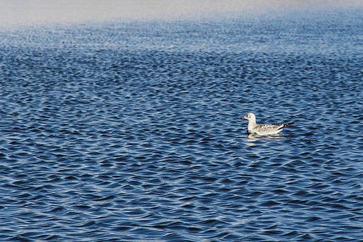 波光鳞鳞的湖面上的鸭子图片素材免费下载