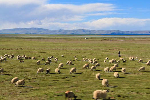 青藏高原的牧羊人图片素材免费下载