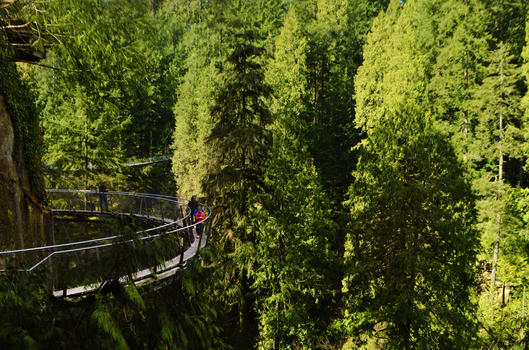 加拿大皮卡拉诺吊桥公园图片素材免费下载