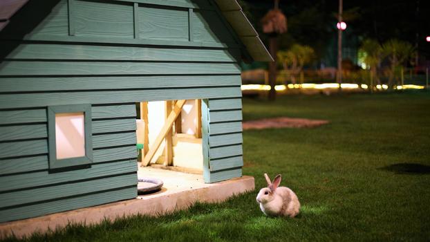 可爱兔子的小木屋图片素材免费下载