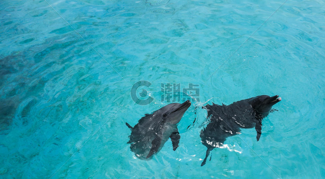 冲绳水族馆海豚图片素材免费下载