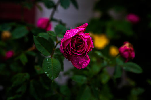娇艳欲滴的玫瑰花图片素材免费下载