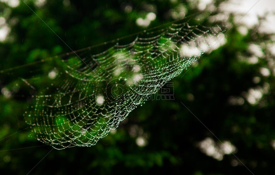 雨后的蜘蛛网图片素材免费下载