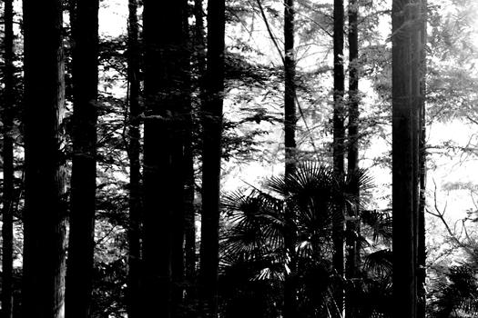 黑暗森林图片素材免费下载