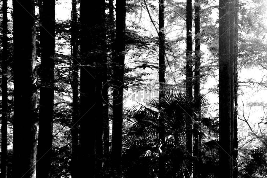 黑暗森林图片素材免费下载