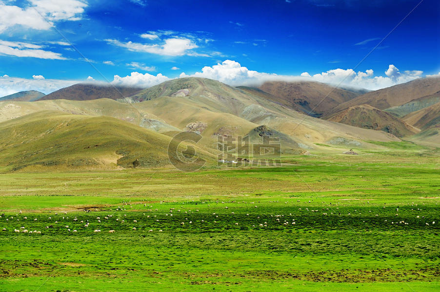 西藏阿里无人区草原上的羊群图片素材免费下载