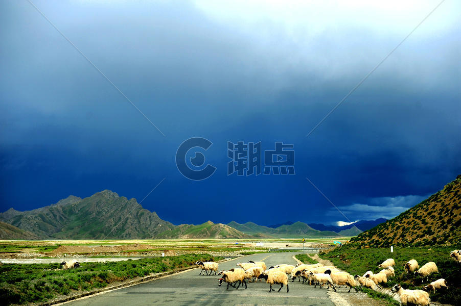 西藏公路上的羊群图片素材免费下载