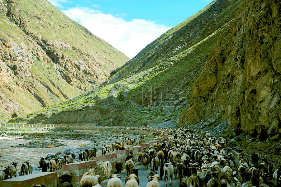 西藏公路上的羊群图片素材免费下载